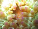 anemone-charnue-porto-corse.jpg