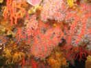corail-rouge-porto-corse.jpg