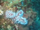 corail-rouge-porto-corse2.jpg