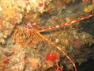 langouste-porto-corse.jpg