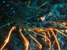 langouste-porto-corse2.jpg