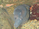 murene-porto-corse.jpg