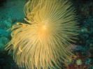 spirographe-porto-corse.jpg
